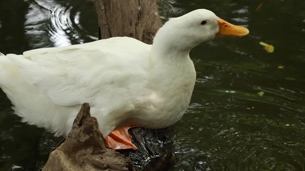 Seekor Bebek Putih Berdiri Dekat Air — Stok Foto