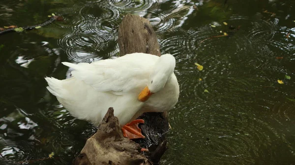 Pato Blanco Está Pie Con Cabeza Abajo Cerca Del Agua — Foto de Stock