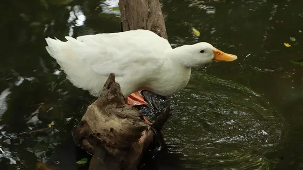 Pato Branco Está Parado Perto Água — Fotografia de Stock