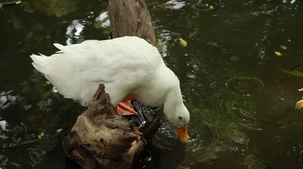 Fantastischer Blick Auf Eine Weiße Ente Die Wasser Trinkt — Stockfoto