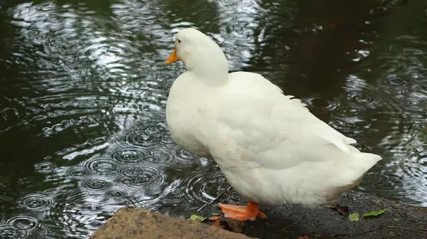 Pato Blanco Está Pie Cerca Del Agua — Foto de Stock