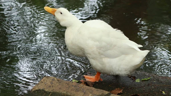 Vody Stojí Bílá Kachna — Stock fotografie