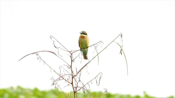 Piękne Kolibry Siedzące Roślinie Jest Piękne Naturalne — Zdjęcie stockowe