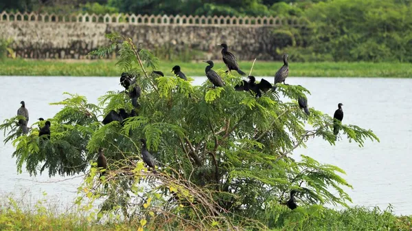 薄暗い背景の小さな木の上に水鳥が倒れた — ストック写真