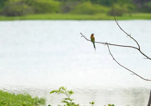 Piękne Kolibry Siedzące Roślinie Jest Piękne Naturalne — Zdjęcie stockowe