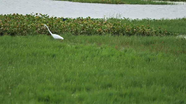 Jeden Białych Żurawi Stoi Zielonym Jeziorze — Zdjęcie stockowe