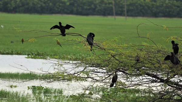 Wasservögel Sind Schwarze Vögel Und Einige Vögel Sitzen Auf Der — Stockfoto