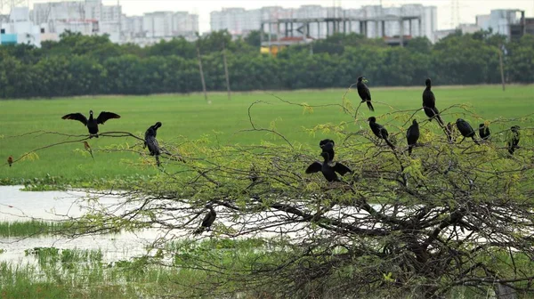 水鳥は黒い鳥であり いくつかの鳥は植物の前にあります — ストック写真