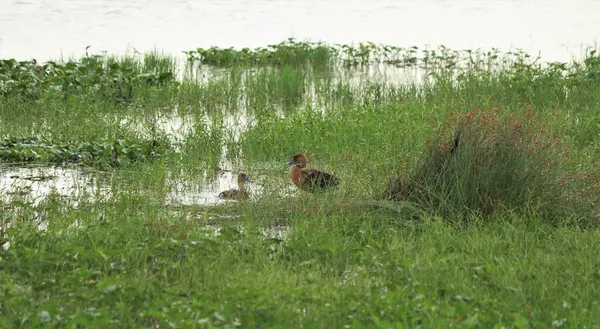 Hay Pequeños Patitos Marrones Lago Sus Acciones Son Hermosas — Foto de Stock