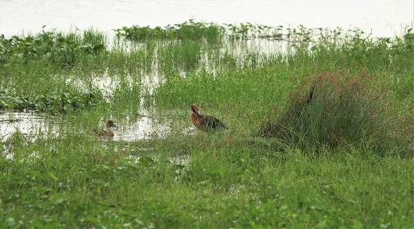 Small Brown Ducklings Lake Its Actions Beautiful — Stock Photo, Image