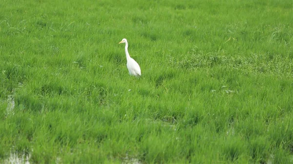 Jeden Białych Żurawi Stoi Zielonym Jeziorze — Zdjęcie stockowe