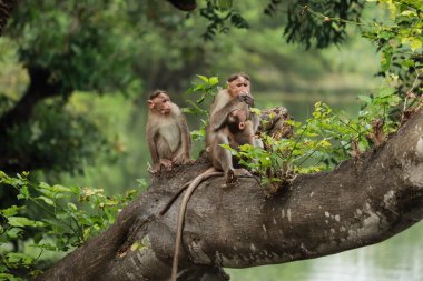 (Yavrusu olan anne bir maymun ve ağaçta oturan başka bir maymun.
