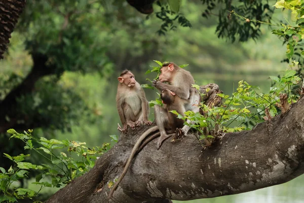 Macaca Radiata Eine Affenmutter Mit Ihrem Jungen Und Ein Weiterer — Stockfoto