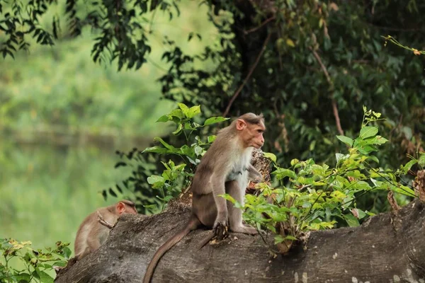 Macaca Radiata Ein Affe Sitzt Auf Einem Baum — Stockfoto