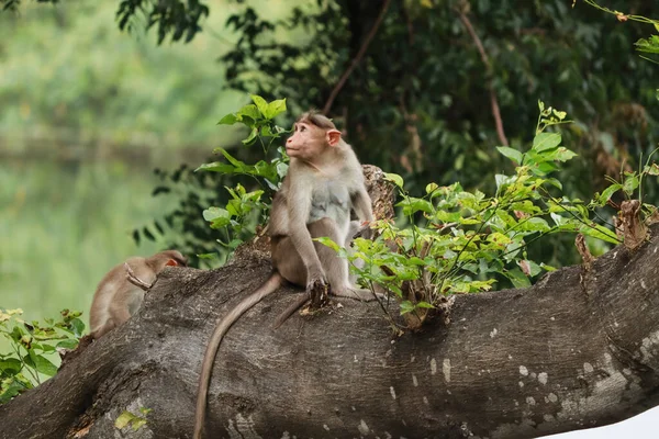 Macaca Radiata Μια Μαϊμού Κάθεται Ένα Δέντρο — Φωτογραφία Αρχείου