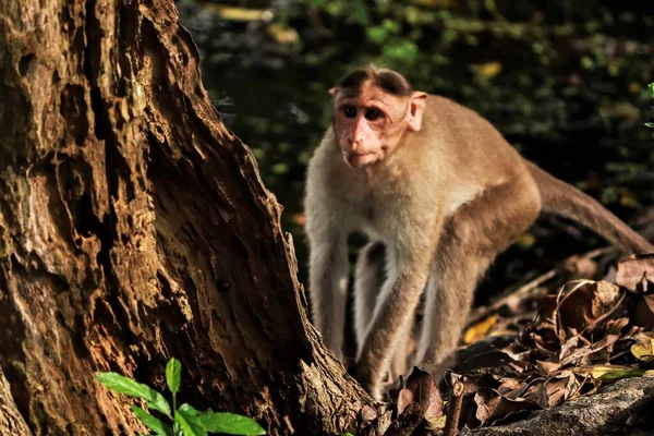 Macaca Radiata Ein Affe Steht Neben Einem Baum — Stockfoto
