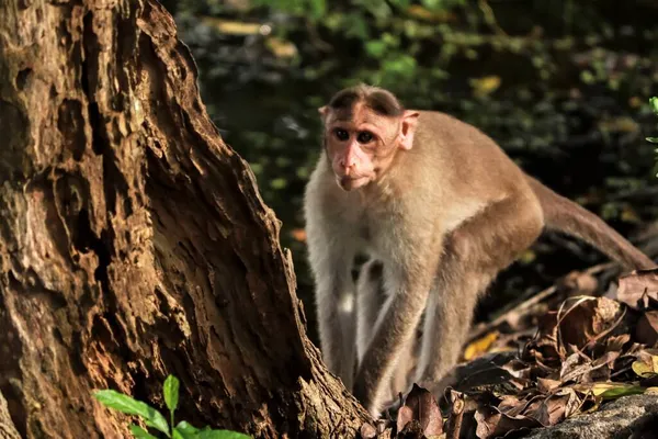 Macaca Radiata Μια Μαϊμού Στέκεται Κοντά Ένα Δέντρο — Φωτογραφία Αρχείου