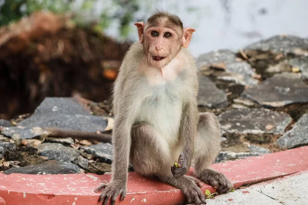 Macaca Radiata Ein Affe Sitzt Auf Dem Boden — Stockfoto