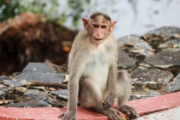Macaca Radiata Ein Affe Sitzt Auf Dem Boden — Stockfoto