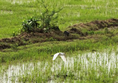 Beyaz bir vinç yeşil mozaik çimlerin arasında uçuyor.