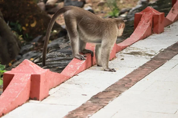 Macaca Radiata Una Scimmia Piedi Terra Guardare — Foto Stock