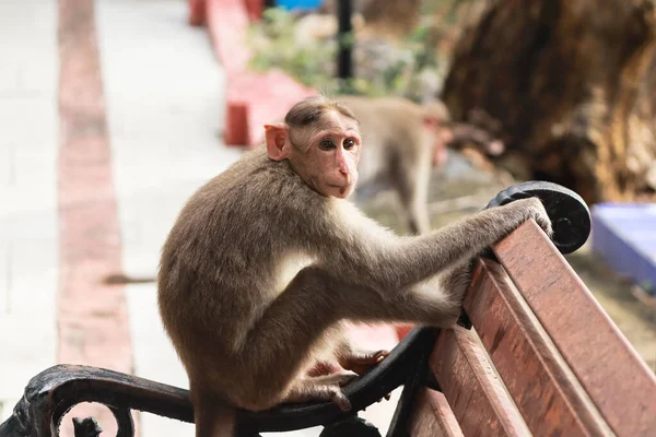 Macaca Radiata Ein Affe Sitzt Schön Auf Einer Bank — Stockfoto