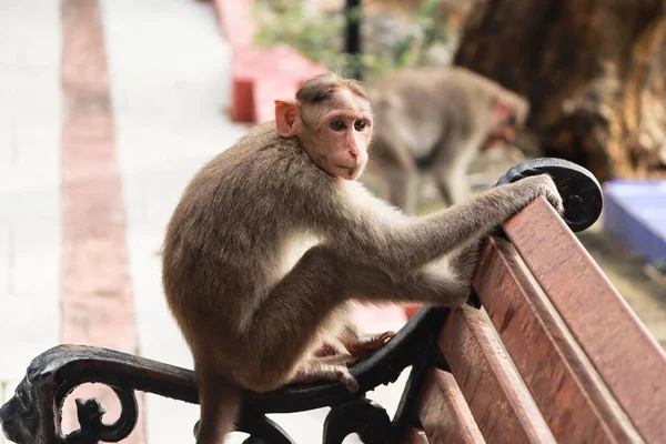 Macaca Radiata Ein Affe Sitzt Schön Auf Einer Bank — Stockfoto