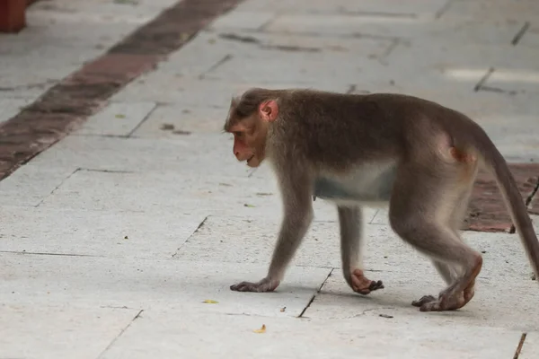 Macaca Radiata Ein Affe Der Auf Dem Boden Steht Und — Stockfoto