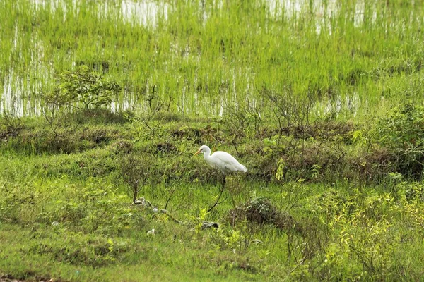 White Crane Stands Green Mosaic Grass — Stock Photo, Image