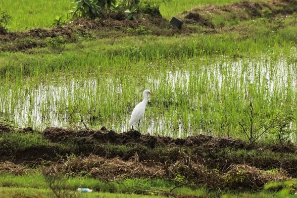 White Crane Stands Green Mosaic Grass — Stock Photo, Image