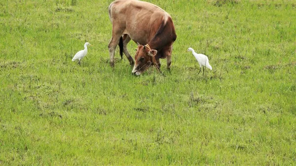 Fuera Hierba Verde Del Mosaico Encuentra Una Vaca Con Dos — Foto de Stock