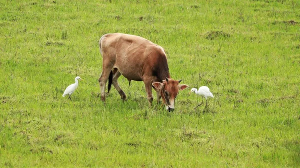 Zieloną Trawą Mozaikową Stoi Krowa Dwoma Białymi Żurawiami — Zdjęcie stockowe