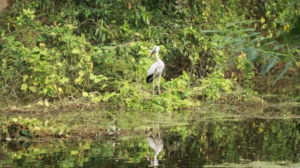 Green Mosaic Plant Stands Long Necked Crane Anastomus Ascidans Open — Stock Photo, Image