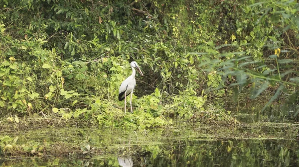 Green Mosaic Plant Stands Long Necked Crane Anastomus Ascidans Open — Stock Photo, Image