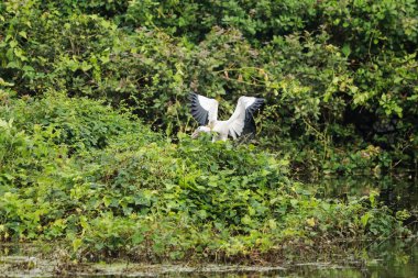 Asyalı açık gagalı kuşun uzun boyunlu turnası kanatlarını yeşil mozaiğin üzerine açar (Anastomus ascidans)