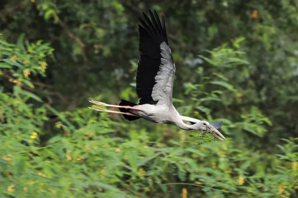 Der Langhalsige Kranich Des Asiatischen Großschnabelvogels Fliegt Mit Einer Kleinen — Stockfoto