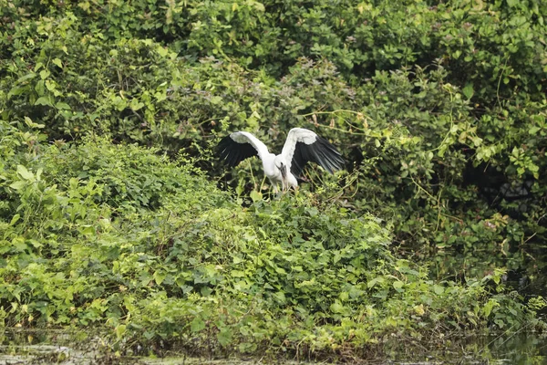 Long Necked Crane Asian Open Billed Bird Spreads Its Wings — Stock Photo, Image