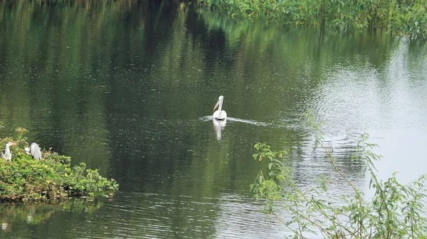 Pelikanvogel Schwimmt Wasser — Stockfoto
