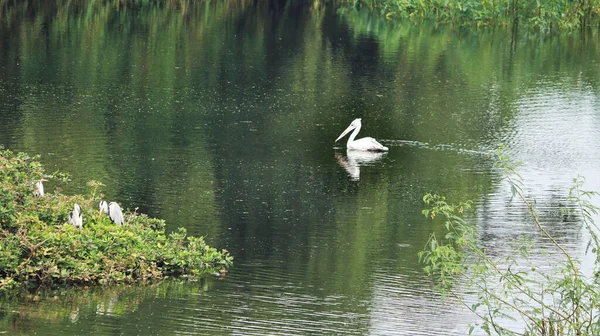 Pelikán Pták Plavání Vodě — Stock fotografie