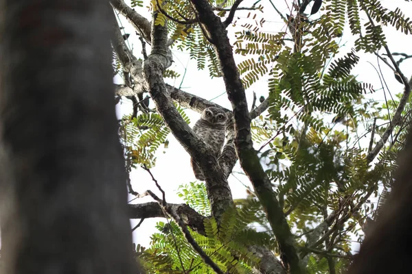 Küçük Baykuş Bir Ağacın Dalında Oturuyor — Stok fotoğraf