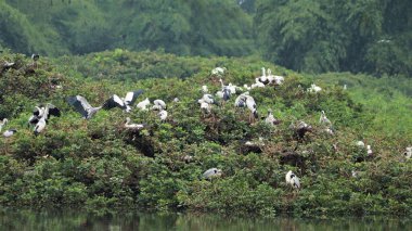 Kuş Sığınağı, Asya Açık gagasında beyaz vinçler, pelikanlar, leylekler ve bazı kuşların oturduğu yeşil bulmacalara ev sahipliği yapar.