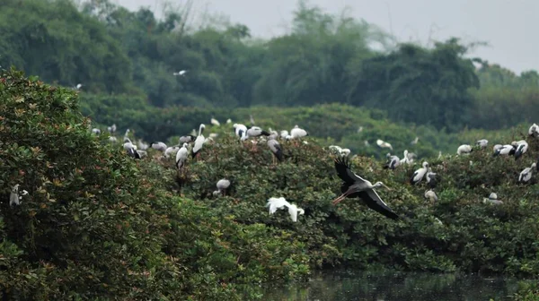 鳥保護区には 白い鶴とペリカン コウノトリ アジアオープン法案のいくつかの鳥が座っている緑のパズルがあります — ストック写真