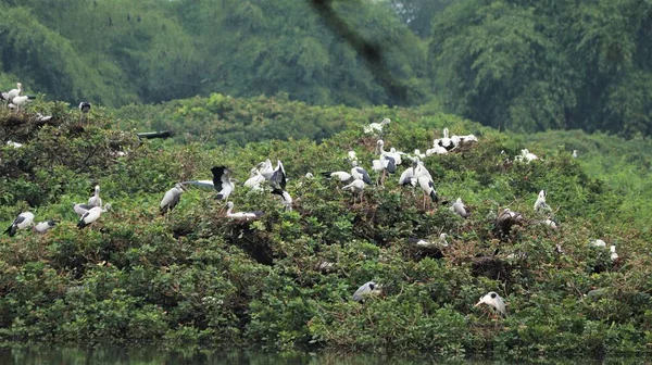 鳥保護区には 白い鶴とペリカン コウノトリ アジアオープン法案のいくつかの鳥が座っている緑のパズルがあります — ストック写真