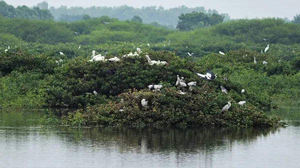 Kuş Sığınağı Asya Açık Gagasında Beyaz Vinçler Pelikanlar Leylekler Bazı — Stok fotoğraf