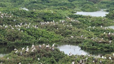 Kuş Sığınağı beyaz turnalara ev sahipliği yapar ve bazı kuşlar yeşil mozaik bitkilerinin üzerine tünemiştir.