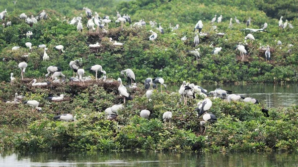 緑のモザイク植物には 白い鶴やコウノトリ アジアオープン鳥の頭と長い鶴 アナスタモスアスキダン といくつかの鳥が含まれています — ストック写真