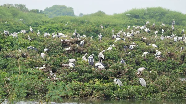 緑のモザイク植物に覆われた白い鶴といくつかの鳥が生息しているVedanthangal鳥保護区 — ストック写真