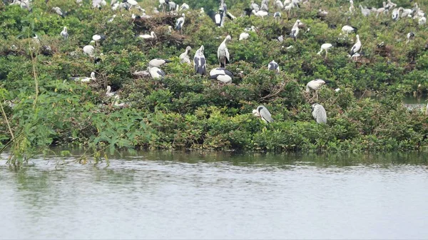 野鳥保護区には白い鶴と緑のモザイク植物に覆われた鳥がいます — ストック写真