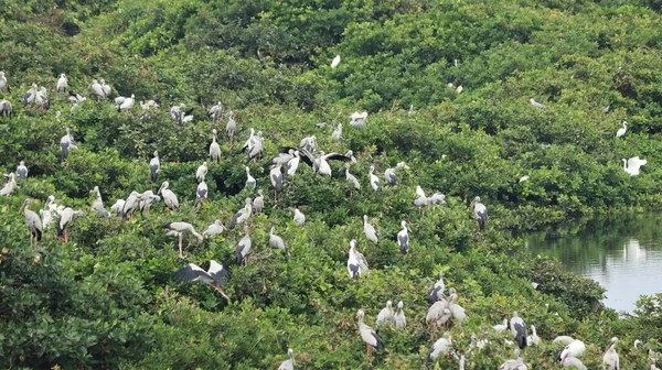 野鳥保護区には白い鶴と緑のモザイク植物に覆われた鳥がいます — ストック写真