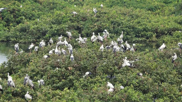 野鳥保護区には白い鶴と緑のモザイク植物に覆われた鳥がいます — ストック写真